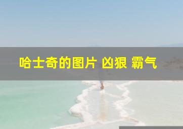 哈士奇的图片 凶狠 霸气